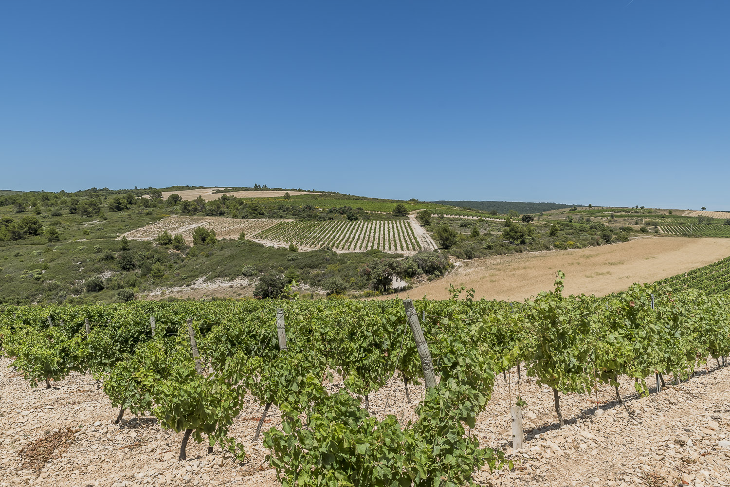minervois vineyard