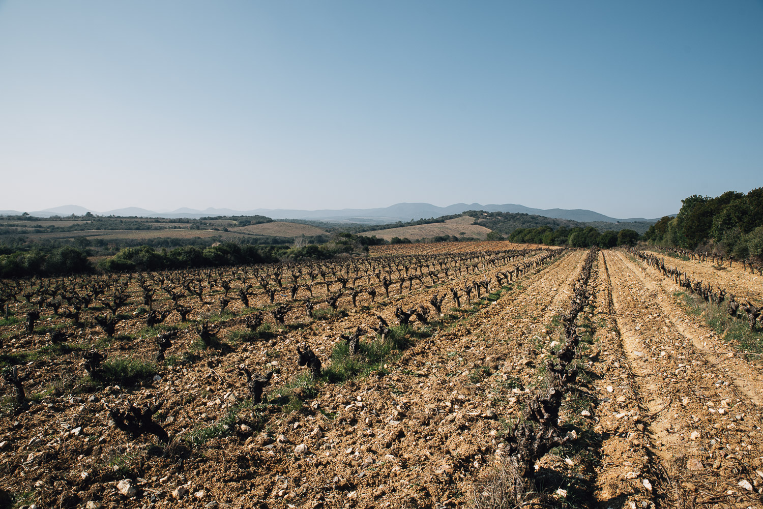 a vineyard of Faugere after prunning