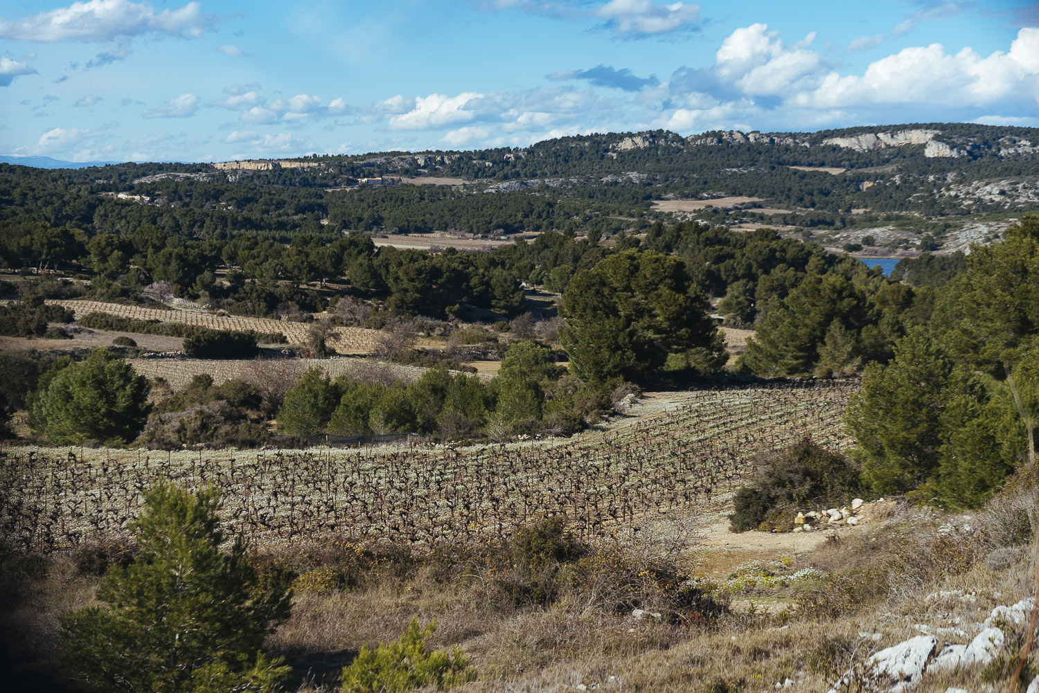 a view of a vineyard in la Clape near gruissan